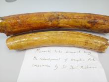 Mammoth Tusk