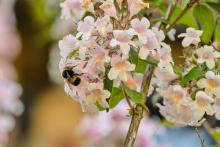 Bumble bee on flower